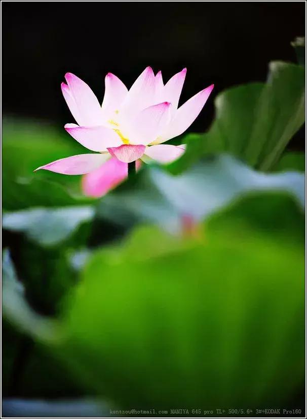 真正的中国十大名花,中国十大名花超漂亮