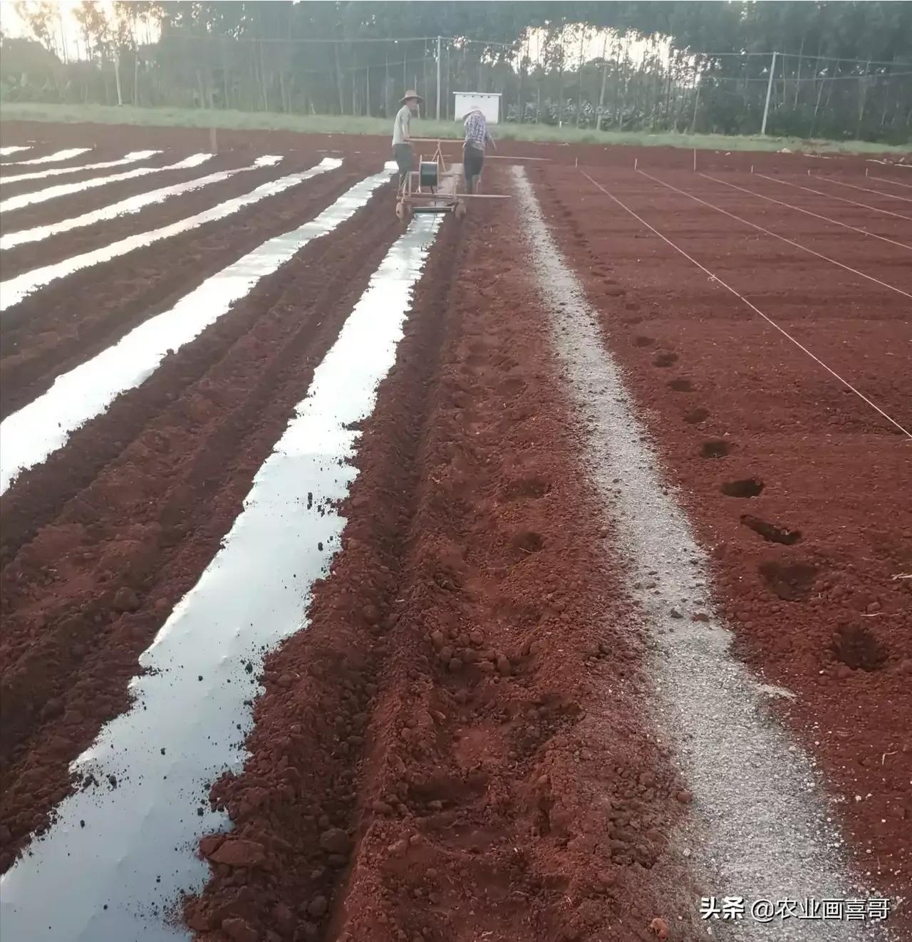 种一亩线椒多少钱,线椒大规模种植怎么种