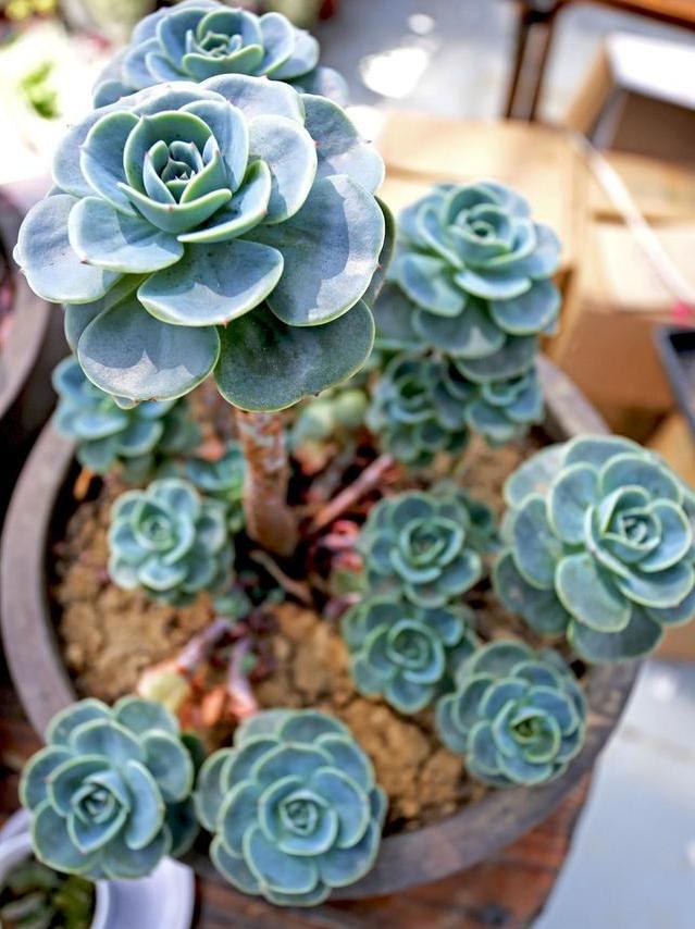 多肉玉蝶怎么度夏天,多肉玉蝶怎么度夏