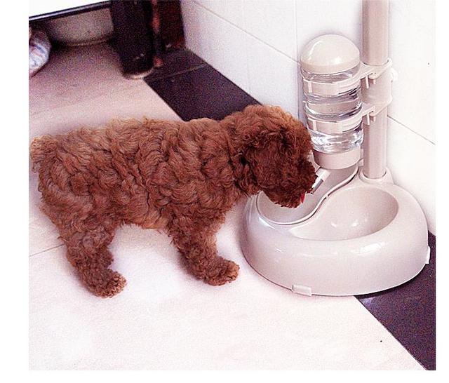 新手养泰迪近期注意事项,新手养泰迪需要注意什么事项