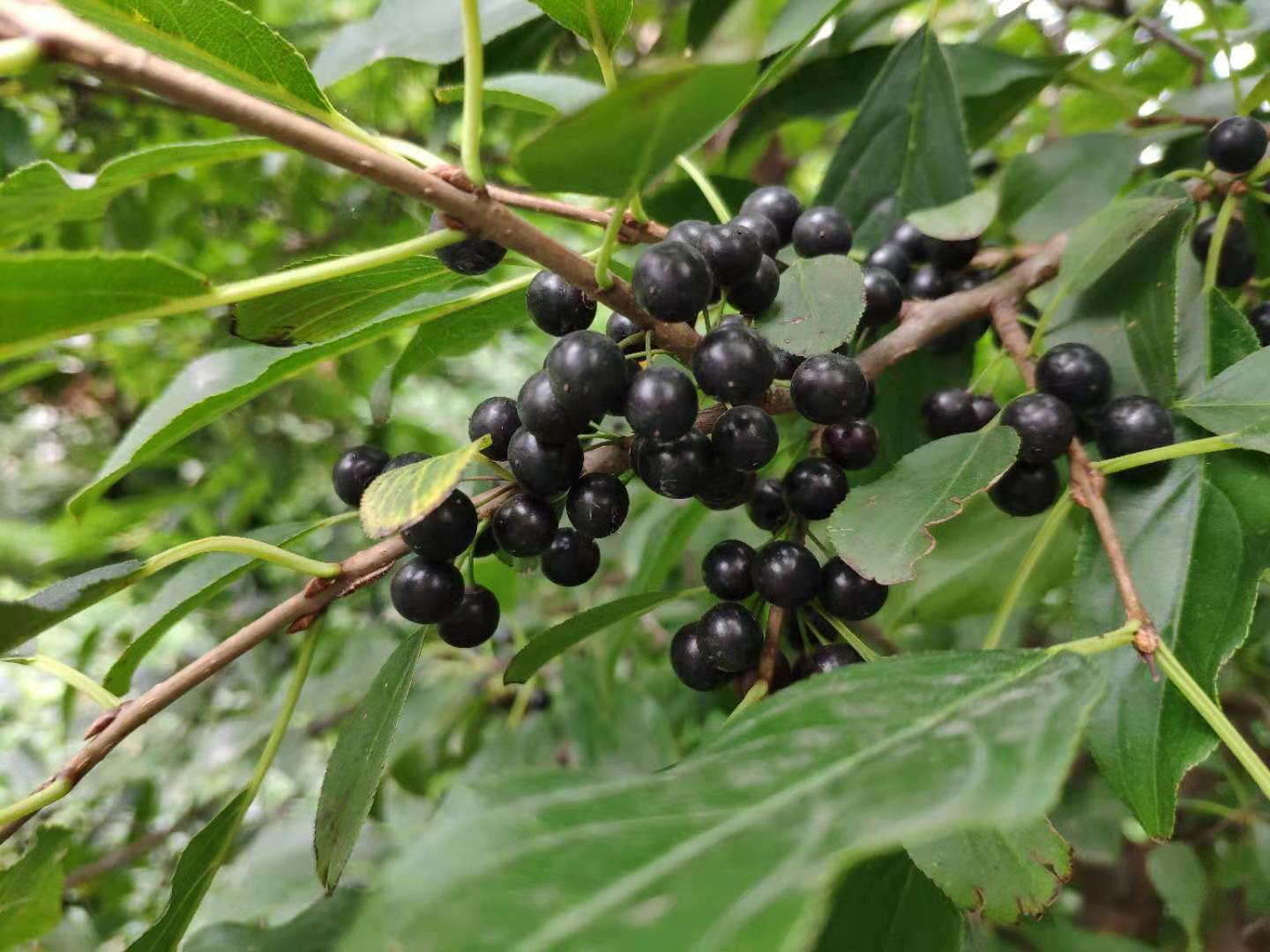 树上结的豆子有什么功效,树上结的黑豆煮水治白头发吗