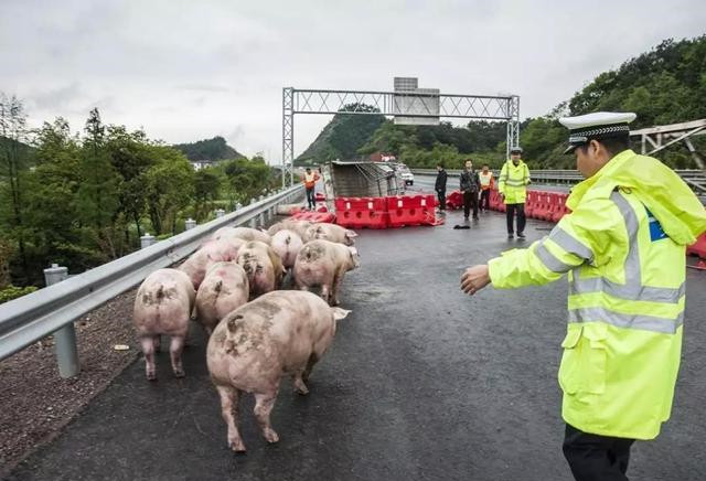 遇到动物拦车怎么办,遇到动物挡路怎么办