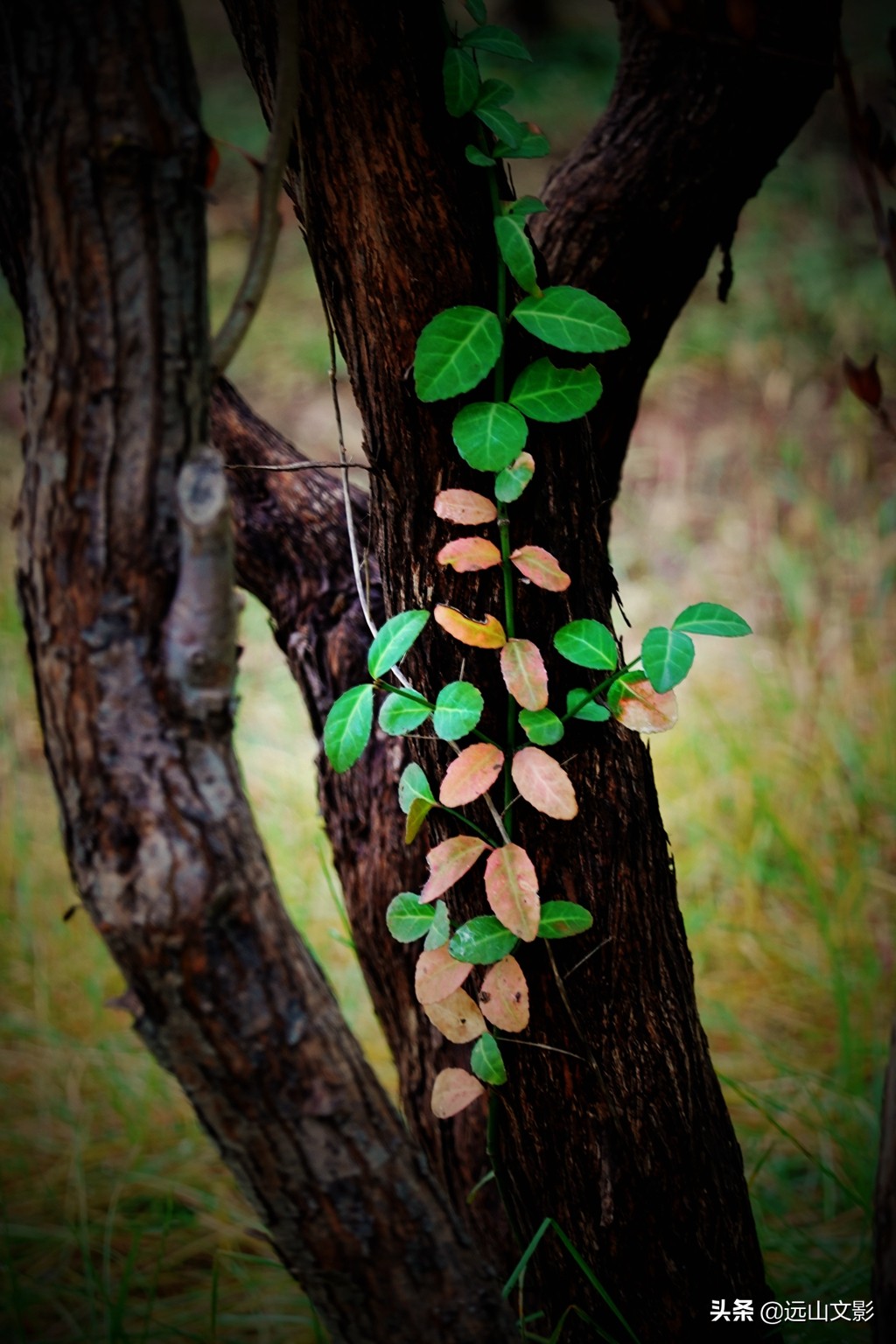 索尼黑卡二怎么拍,索尼黑卡2大光圈拍视频