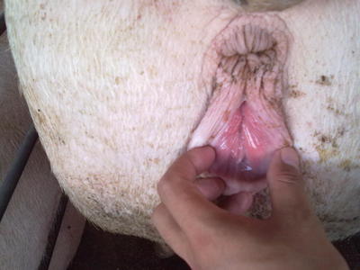 母猪发情有什么表现？如何判断母猪是否发情？