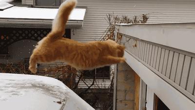 我的猫掉下楼死了怎么办,我的猫跳楼死了