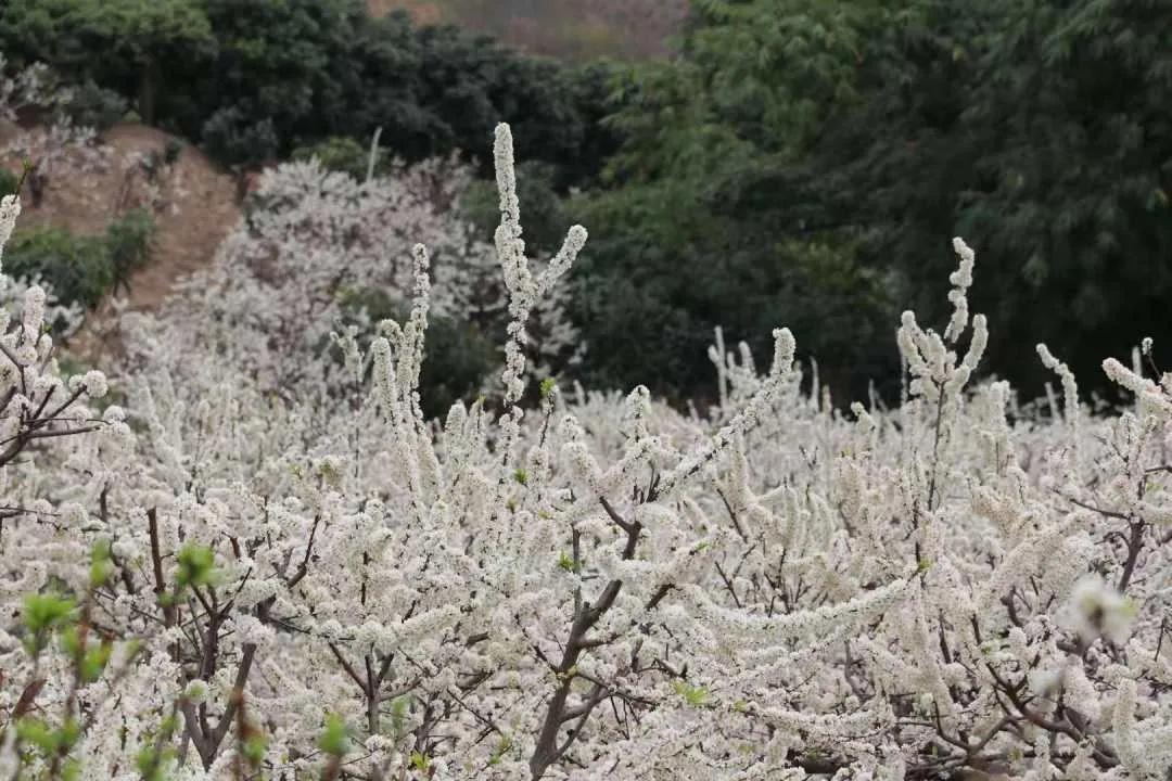 在云南，做一个“花吃”，挺好