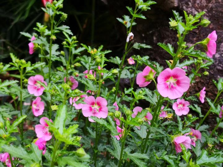 疆新,新疆番茄红素来了解一下