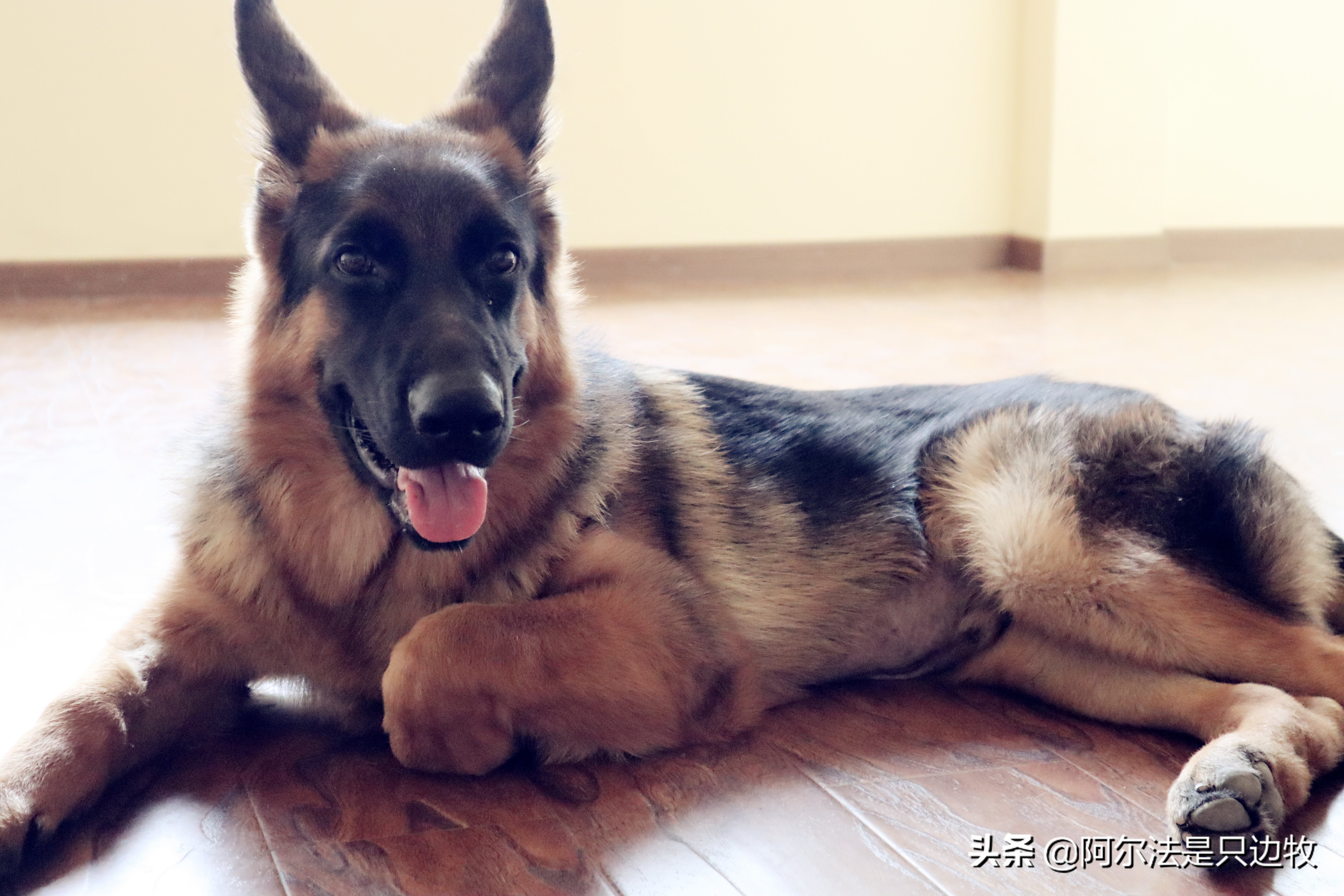 大德牧训练找东西,大德牧训练方法全集
