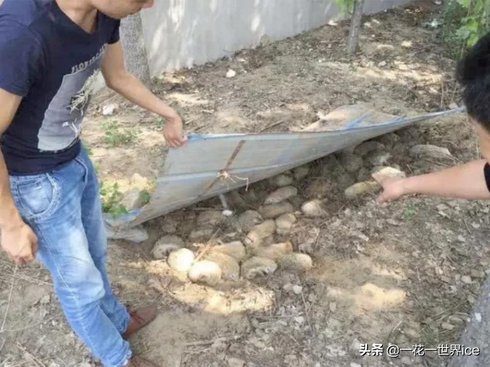 一天能吃掉半斤白蚁，曾是农业一大益兽，却被当补品差点吃绝了