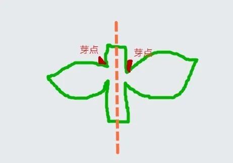 扦插花的养殖方法和技巧,养花扦插有妙招多肉