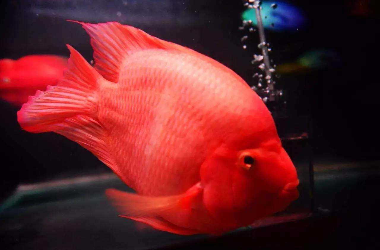 鹦鹉鱼有黑斑是怎么回事,鹦鹉鱼长黑斑是什么原因