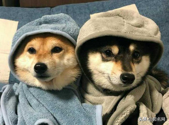 很多可爱狗狗,汪汪队6只可爱的狗狗