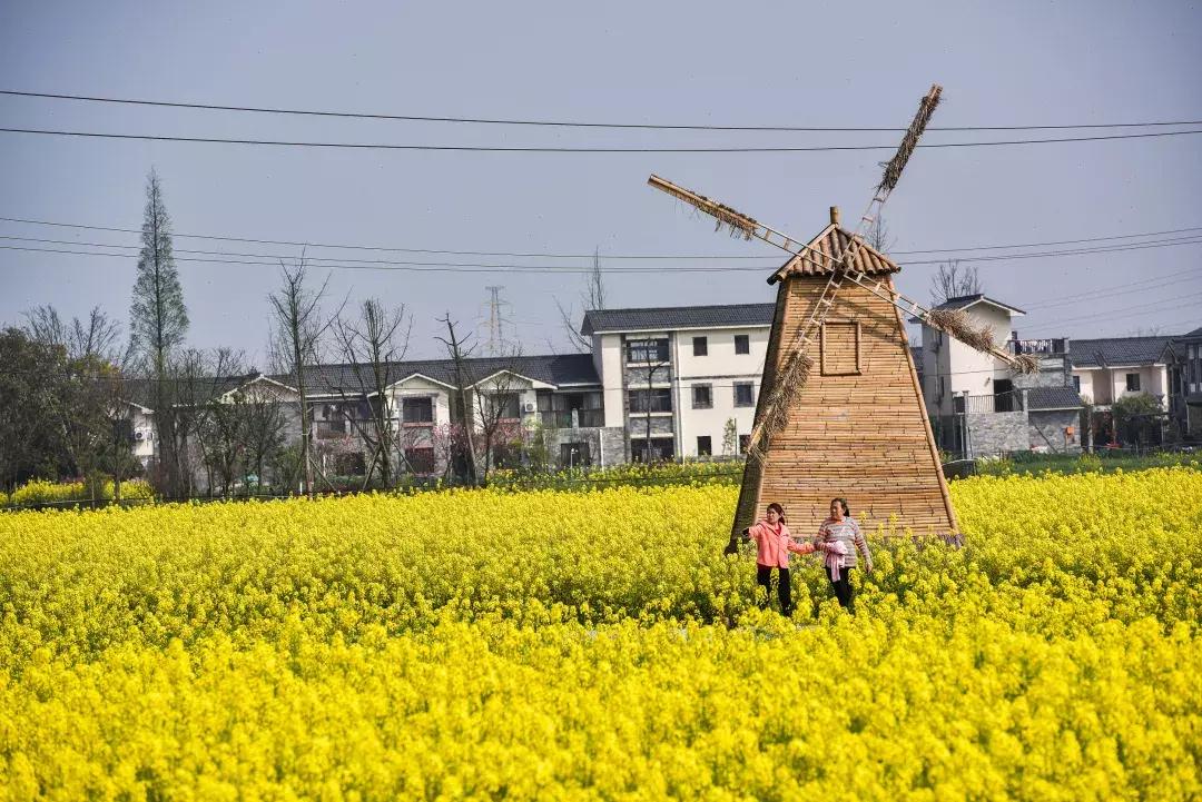 最美的花送给大家共赏,最美的花送给大家观赏