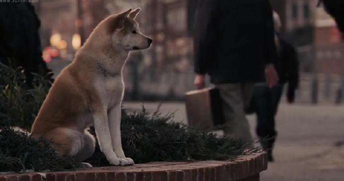 秋田柴犬和柯基哪个更倔,秋田柴犬和柯基的区别