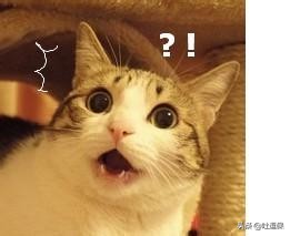 哪个保险公司的客服体验最好？