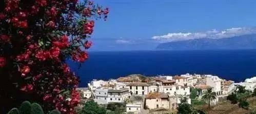 危险分子猛犬暴徒—加纳利，请你低调