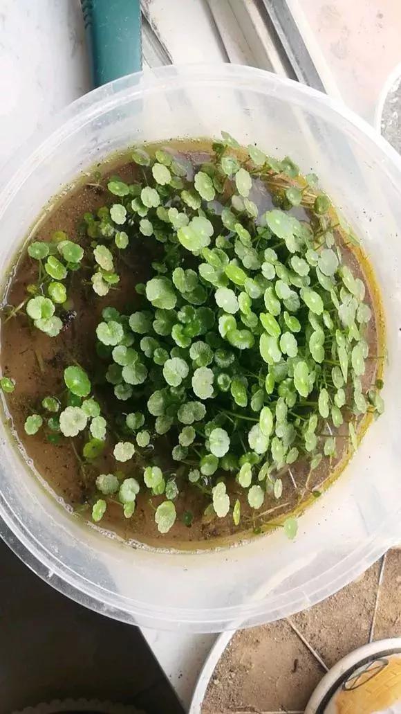 马蹄莲和铜钱草区别,半土半水铜钱草养护分享