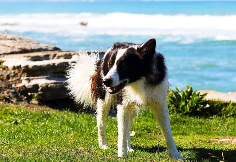 布鲁氏菌病不仅对狗有伤害，还能进入人体，尤其孕期的犬较为危险