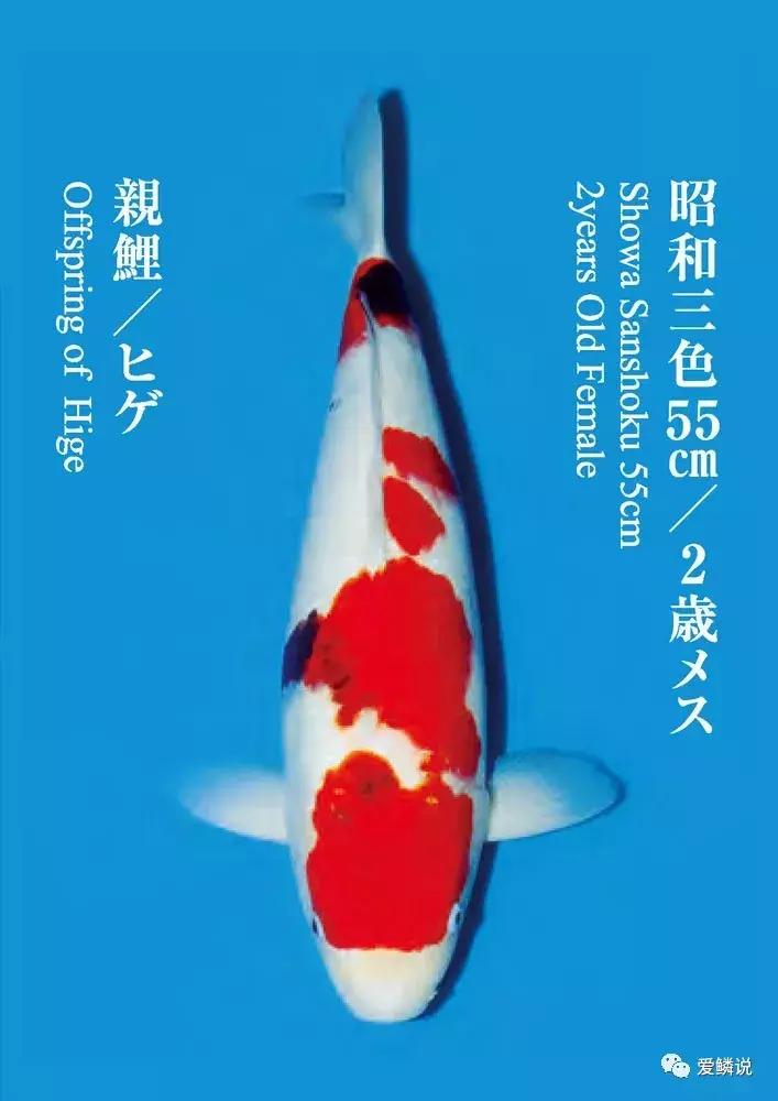 鲤界“老司机”的干货分享,少走弯路