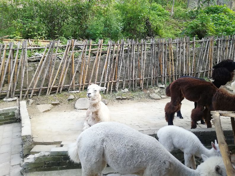 洛阳栾川竹海野生动物园值得去吗,洛阳栾川竹海野生动物园都有什么