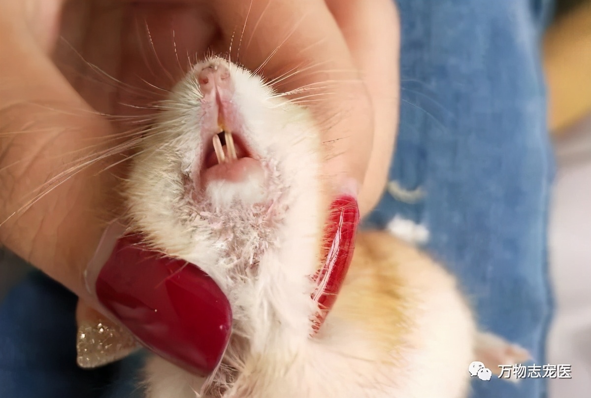 仓鼠会引起人类呼吸道疾病吗,仓鼠传染疾病吗