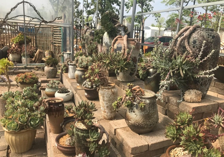 自从养花生活质量都变好了,花园生活的真实感受