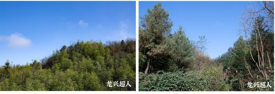 安徽道地药材天麻,天麻的道地药材