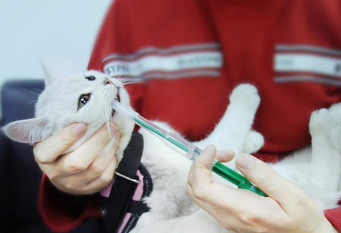 猫咪生病不吃东西该怎么喂药,猫咪喂药困难怎么办