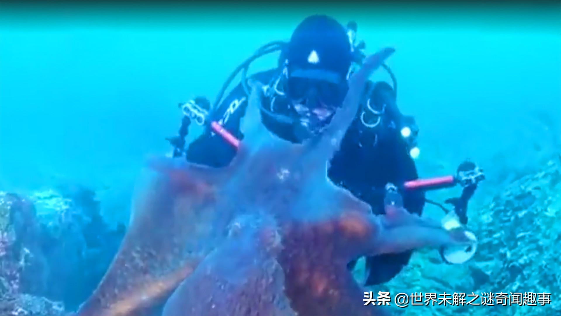 动物智商未来能超越人类吗,如果动物智商超过了人类会怎么样