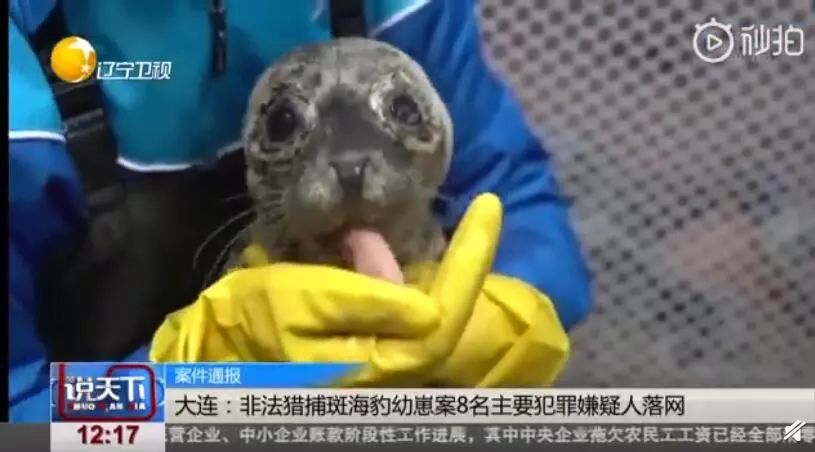 没有买卖就没有伤害的出处,没有买卖就没有伤害动物