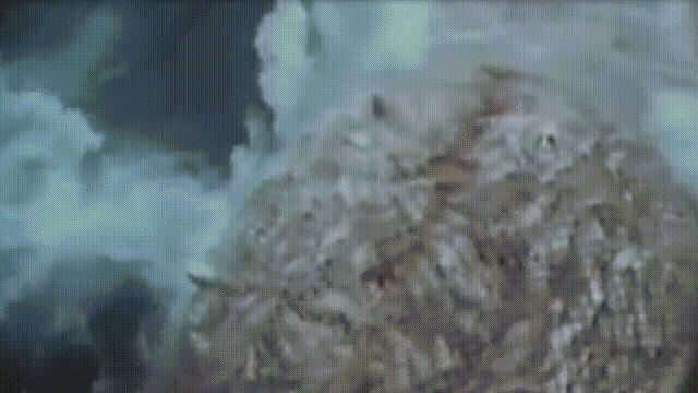 蚶蛤蛏蚬区别,蛤蜊蚶子蛏子区别