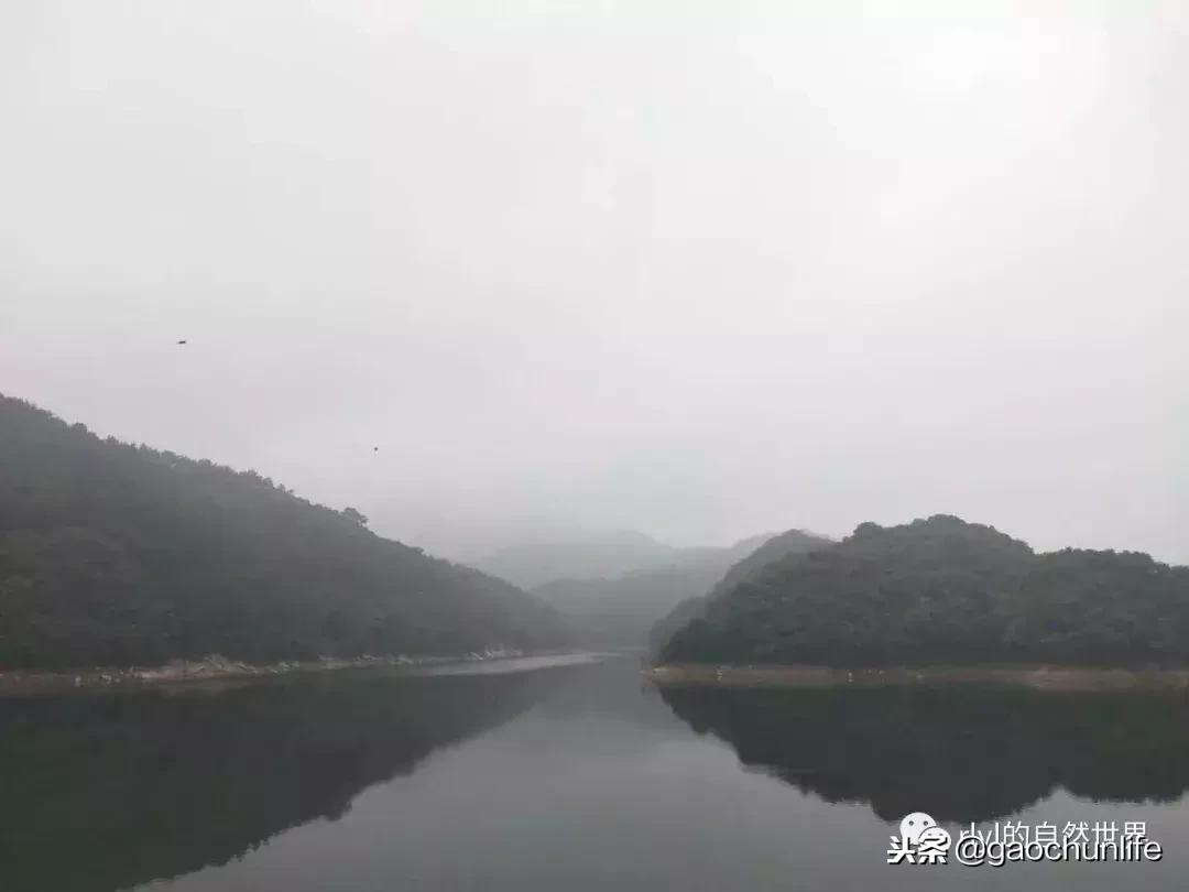 大草龟和小草龟谁好养,变异草龟和草龟的区别