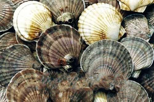 扇贝的做法,扇贝的特征及图片