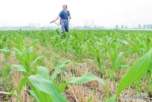 甜糯玉米各时期的病虫害,玉米苗期常见病虫害有哪些