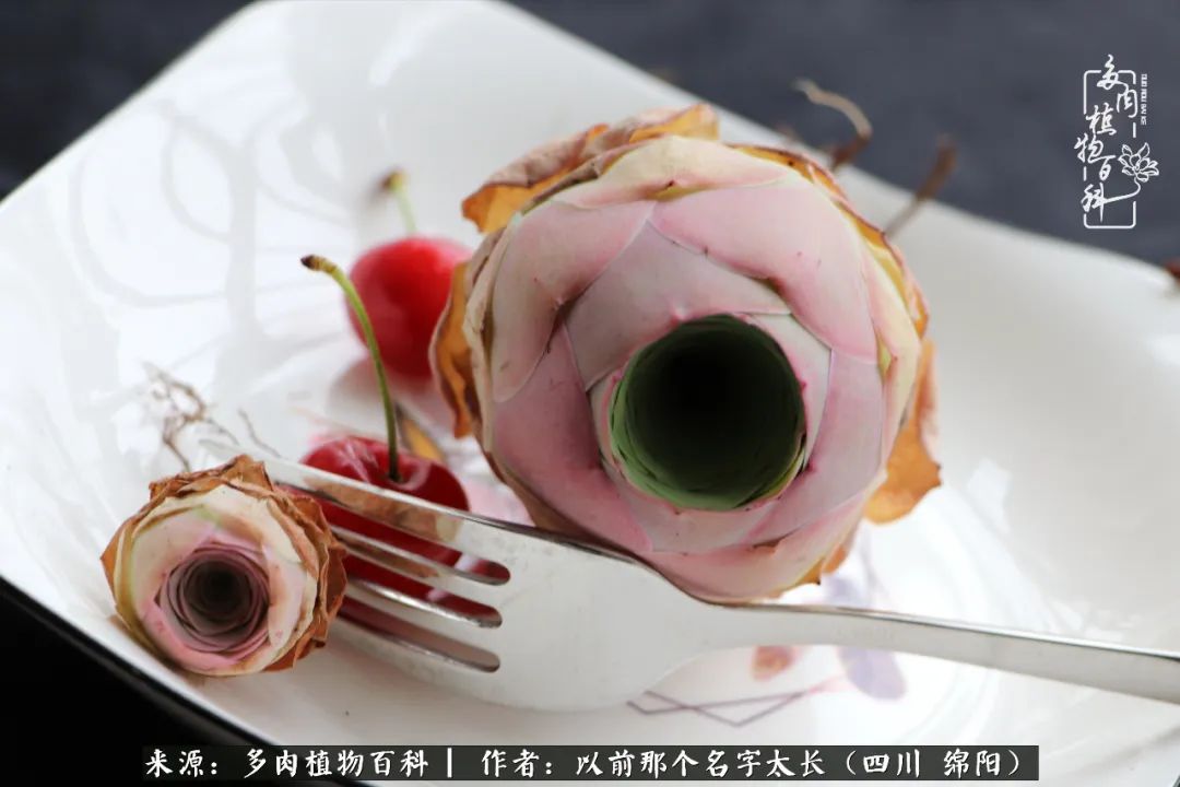 山地玫瑰夏天,山地玫瑰花怎么玩