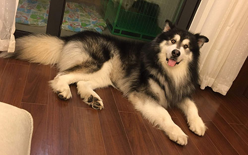 狗狗半夜吐狗粮肚子还咕噜咕噜叫,狗狗半夜一直叫怎么回事