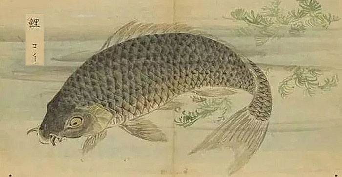 读《鱼丽》|诗经请你吃鱼，吃货能吃出3种诗意