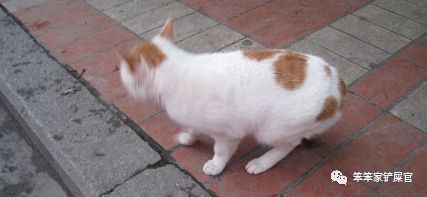 无尾猫为什么是观赏性的猫,无尾猫是天生没尾巴吗