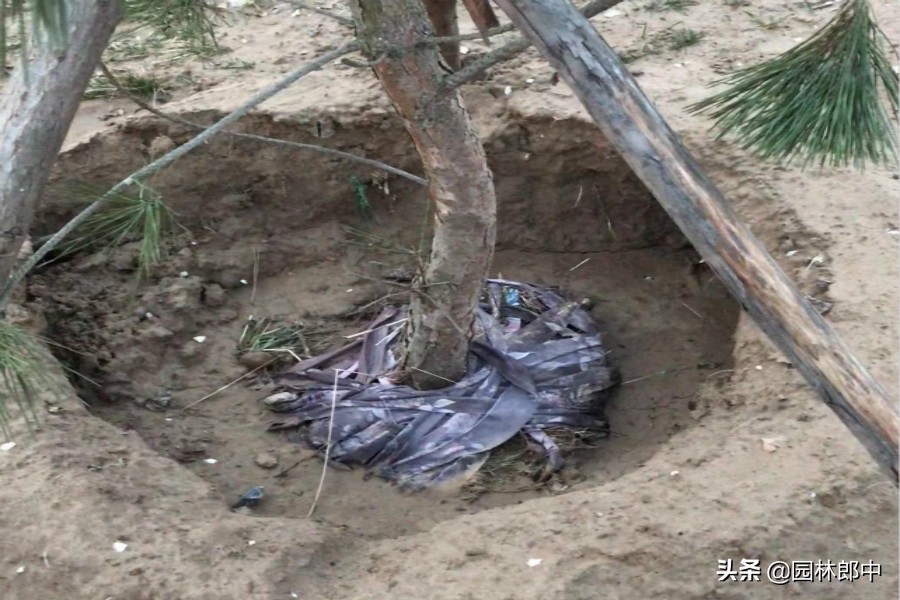 树木移植后发的芽要修掉吗,树木移植多久长出新芽