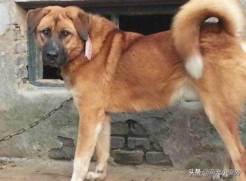 土狗分为哪三种狗品种呢,小土狗都有哪种品种的狗