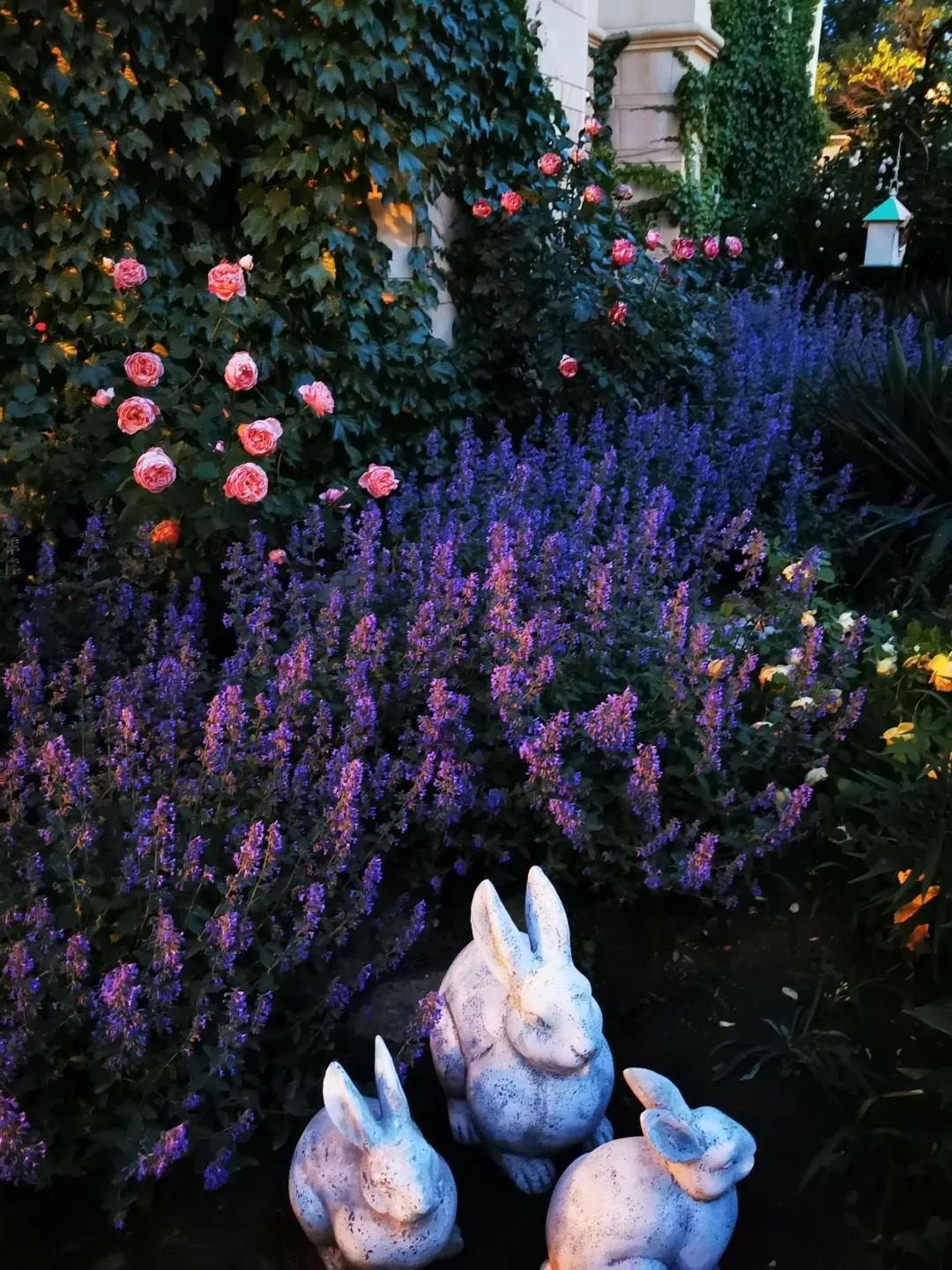 东北花园四季开花植物,北方一年四季都开花的花园