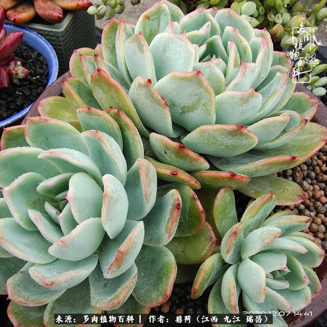 养了五年的多肉看到岁月的痕迹,经过一年春夏秋冬的轮回