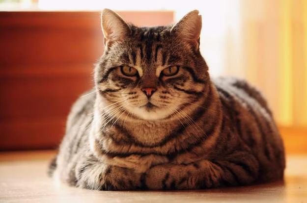 猫厌食是什么原因引起的,猫厌食怎么解决