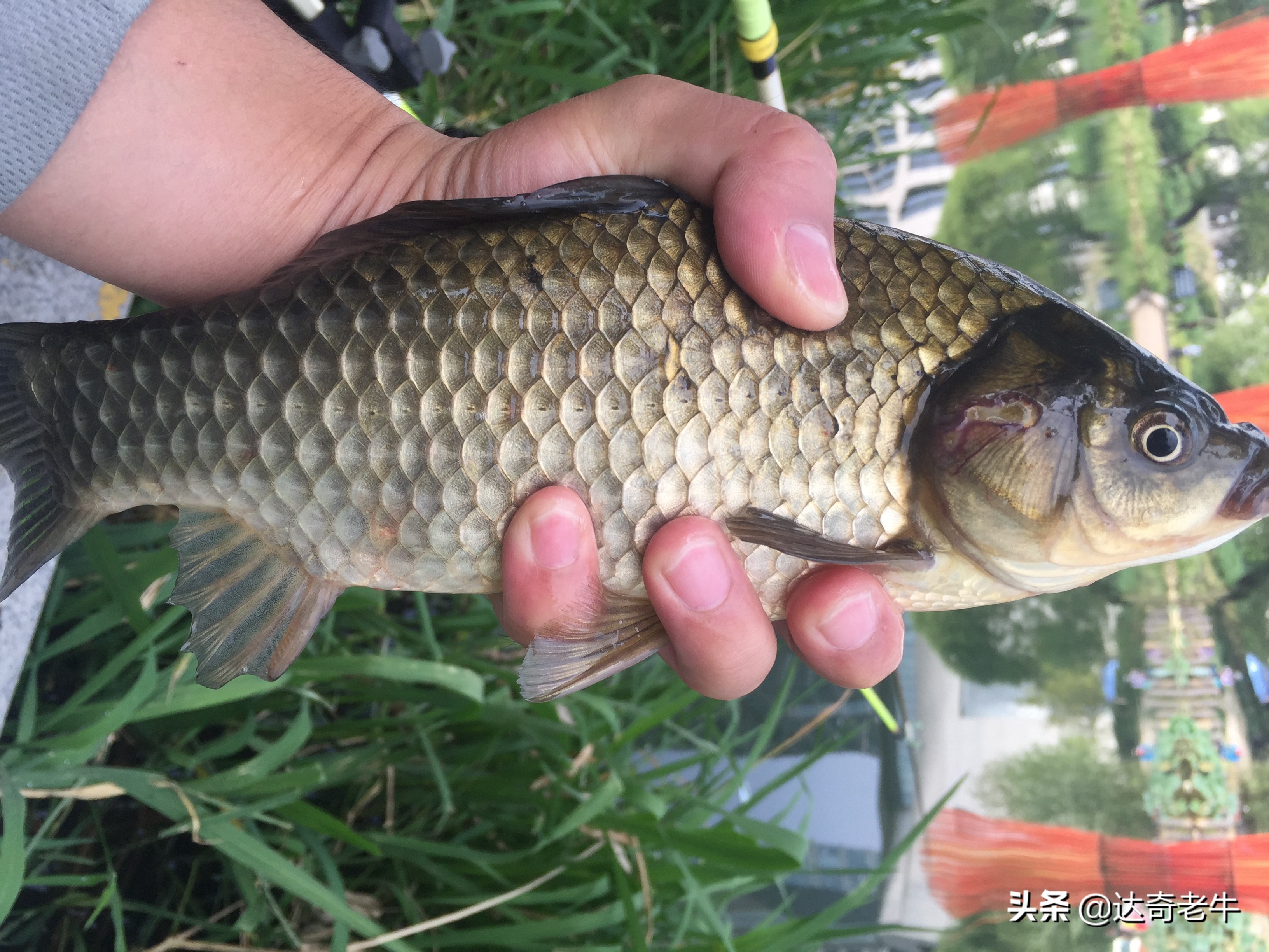 小鲫鱼太多怎样钓大板鲫,野钓小鲫鱼多怎么钓大板鲫