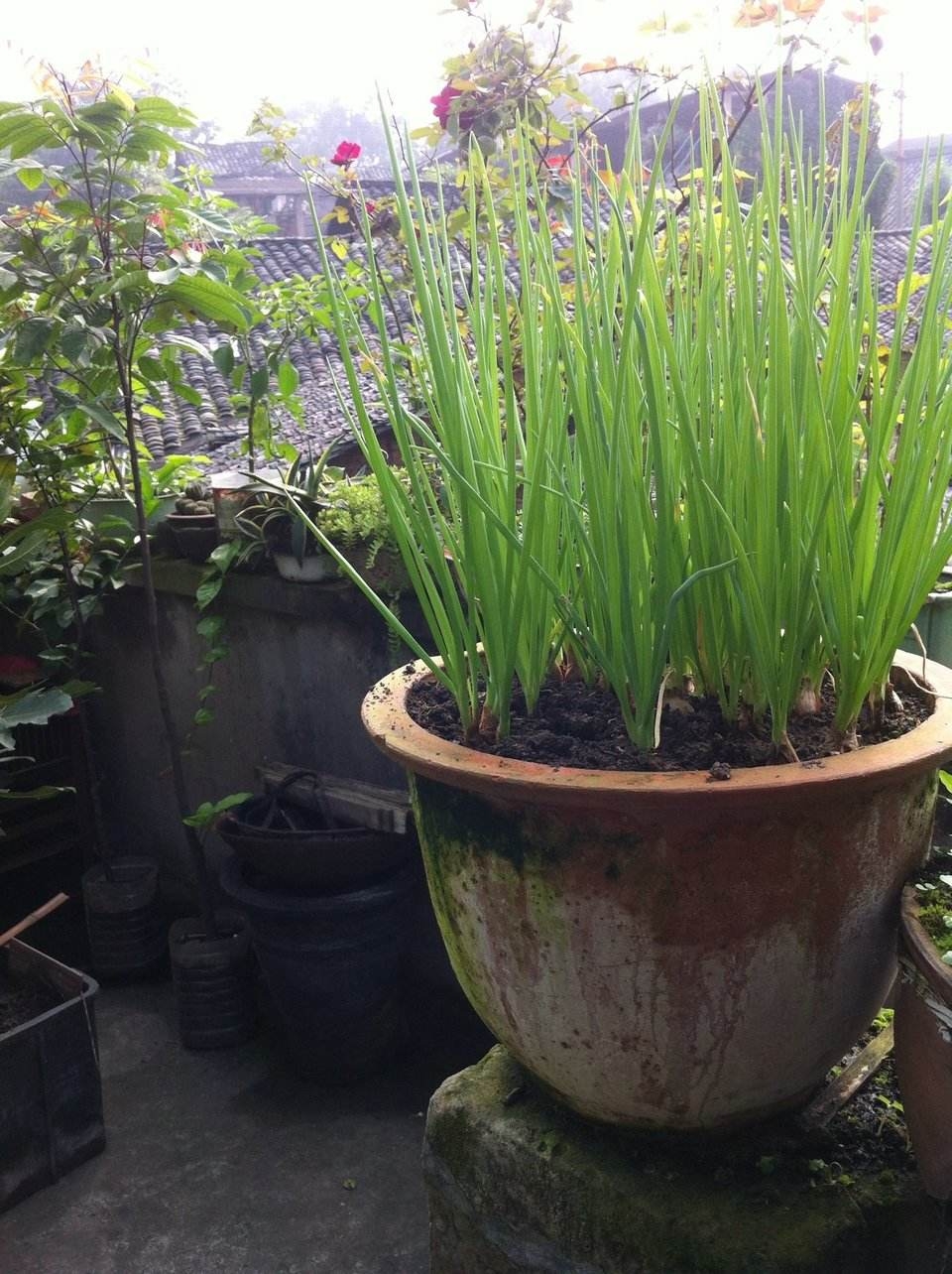 阳台蔬菜怎么养,一月份阳台上适合种植什么蔬菜