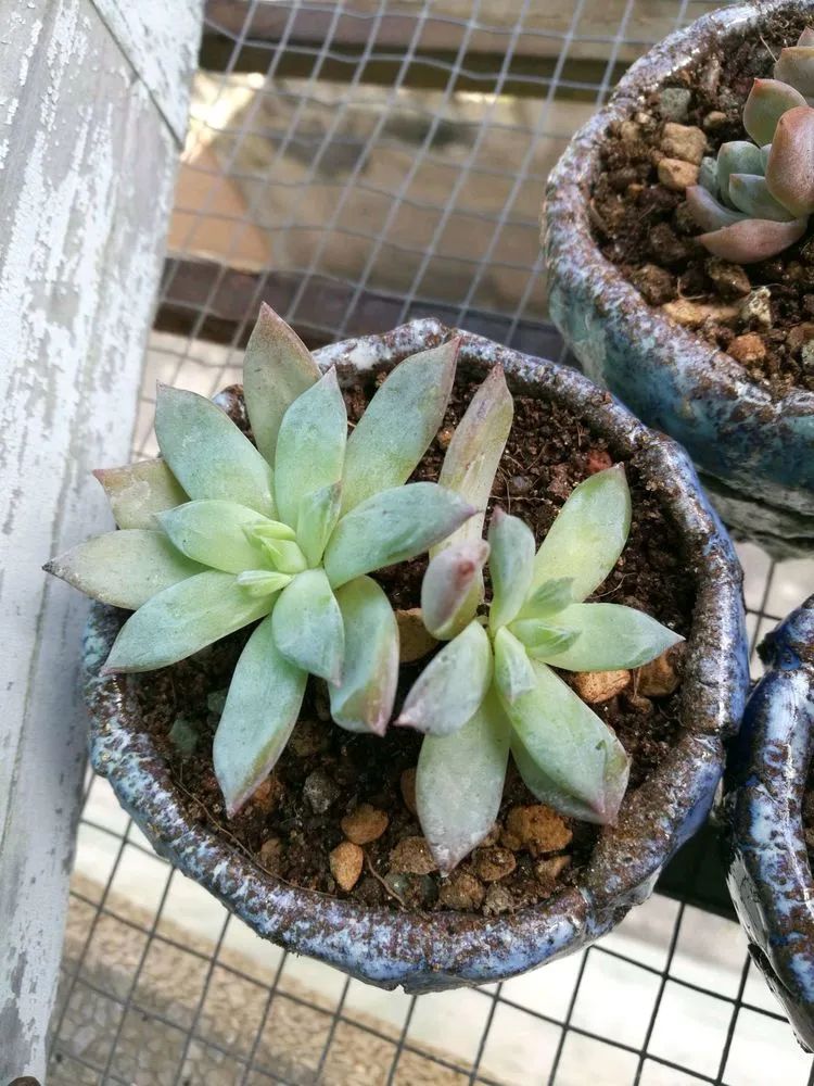 适合从小养到大的多肉,由小到大由浅入深