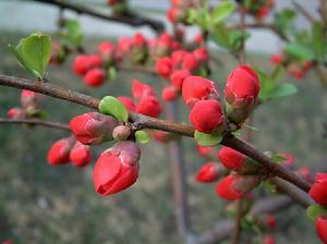 巧借外物吟咏性情：用咏物诗的形象破解作者情感密码