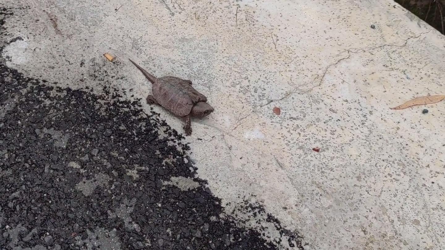 龟壳奇特的宠物龟,常见的十大凶猛宠物龟