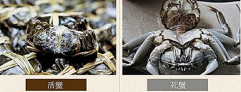 死螃蟹多长时间不能食用,死螃蟹为什么不能吃