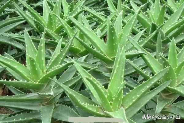 芦荟祛痘怎么做,祛脸上痘痘芦荟配方